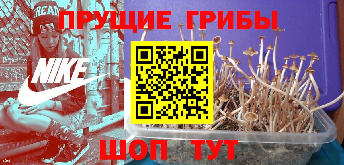 Балашиха  закладка  Вход с VPN  Псилоцибиновые грибы Psilocybine cubensis 